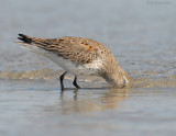_NW81228 Dunlin Spring Migrant Feeding in Surf.jpg