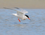 _NW81265 Common Tern About To Plunge.jpg