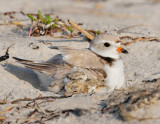 _NW86168 Piping Plover on Nest with Chicks.jpg