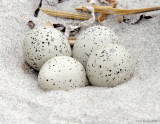 _NW86307 Piping Plover Egs at Goldenrod.jpg