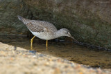 _JFF4505 Yellow Legs Feeding Jetty Base.jpg