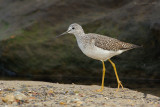 _JFF4509 Yellow Legs at Jetty.jpg