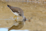 _JFF4539 Yellow Legs Feeding.jpg