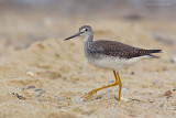 _JFF4554 Yellow Legs on Sand.jpg