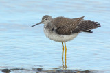 _JFF4565 Yellow Legs Fluffing.jpg