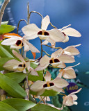 Orchids of the world, unite!