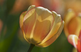 Tulips at the Capitol