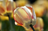 Tulips at the Capitol