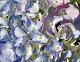 Hydrangea