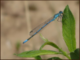 Coenagrion puella - Ljus Lyrflickslända.jpg