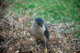 Cooper's Hawk