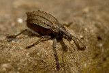 Weevil overcome!