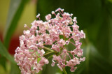 Hydrangea