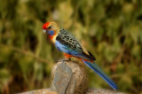 Crimson rosella