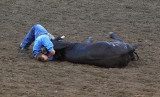 Bull Doggin
