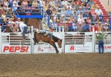 Horse Giving Cowboy Flying Lessons