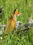 Red fox near Olga Bay