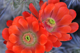 Claret Cups 1