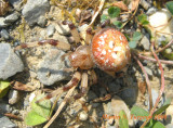 Araneus trifolium - Shamrock Orbweaver
