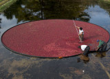 Harvesting cranberries in Wareham, MA