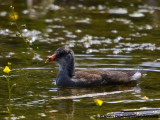 Poule deau immature- Common Moorhen