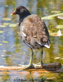 Poule deau - Common Moorhen
