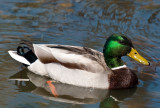Canard Colvert Mâle - Male Mallard Duck