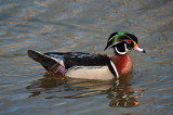 Branchu Mâle - Male Wood Duck