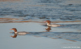Grand Harle Femelles - Female Common Mergansers