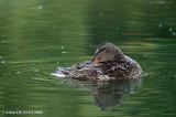 Canard Colvert Femelle - Female Malard Duck