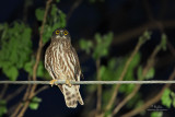 Brown Hawk-Owl (Ninox scutulata)
Habitat - Forest, edge, open scrub and early second growth.
Shooting Info - UP-Diliman, Quezon City, February 3, 2010, 5D2 + 400 2.8 IS + Canon 1.4x TC,
560 mm, f/4, ISO 3200, 1/50 sec, 475B/3421 support, manual exposure in artificial light, near full frame