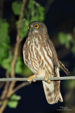 Brown Hawk-Owl (Ninox scutulata)
Habitat - Forest, edge, open scrub and early second growth.
Shooting Info - UP-Diliman, Quezon City, February 3, 2010, 5D2 + 400 2.8 IS + Canon 1.4x TC,
560 mm, f/4, ISO 3200, 1/50 sec, 475B/3421 support, manual exposure in artificial light, major crop