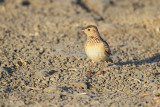 Oriental Skylark (Alauda gulgula wolfei, endemic race)
Habitat - Uncommon in open country on the ground.
Shooting info - Candaba wetlands, February 4, 2010, 7D + 500 f4 IS + Canon 1.4x TC, 700 mm, f/7.1, ISO 400, 1/640 sec, bean bag, manual exposure in available light, near full frame.