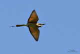 Blue-tailed Bee-eater (Merops philippinus, resident)
Habitat - Open country usually associated with water along rivers, marshes and ricefields.
Shooting info - Candaba wetlands, Febuary 4, 2010, 7D + 500 f4 IS, 475B/3421 support,
f/5.6, ISO 400, 1/2000 sec, manual exposure in available light, near full frame.