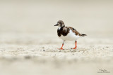 Ruddy Turnstone (Arenaria interpres, migrant)
Habitat - Uncommon along coast on exposed mud and coral flats.
Shooting info - Olango Island, Cebu, March 20, 2010, 7D + 500 f4 IS + Canon 1.4x TC, Osawa ground support,
700 mm, f/6.3, ISO 250, 1/1000 sec, manual exposure in available light, major crop, 25.2 m distance.