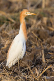 Cattle Egret (Bubulcus ibis, resident/migrant)
Habitat: Pastures, ricefields and marshes.
Shooting info - San Juan, Batangas, April 16, 2010, 7D + 400 2.8 IS + Canon 1.4x TC, 560 mm, f/5, ISO 200, 1/200 sec, bean bag, major crop,
GPS Latitude = 13°48'11.1857, GPS Longitude = 121°25'46.6696.