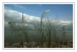 Reeds