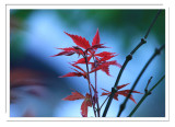 Red Leaves