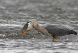 Great Blue Heron (Ardea herodias)