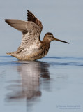 Long-billed Dowitcher (Limnodromus scolopaceus)