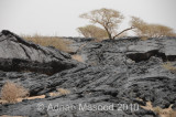 Waaba_0524.jpg