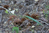Calochortus lyallii Lyall's marisopa lily