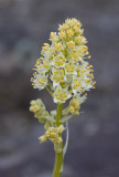 Zigadenus paniculatus Foothill death camas