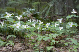 Trillium ovatum Pacific trillium