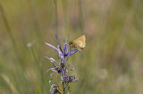 Mardon Skipper Polites mardon