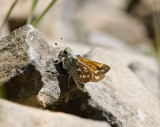 Juba Skipper