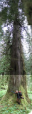 Hoh Valley