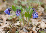 Mertensia longiflora Small bluebells