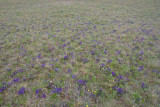 Viola adunca Early blue violet