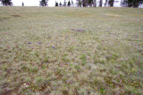 Viola adunca Early blue violet